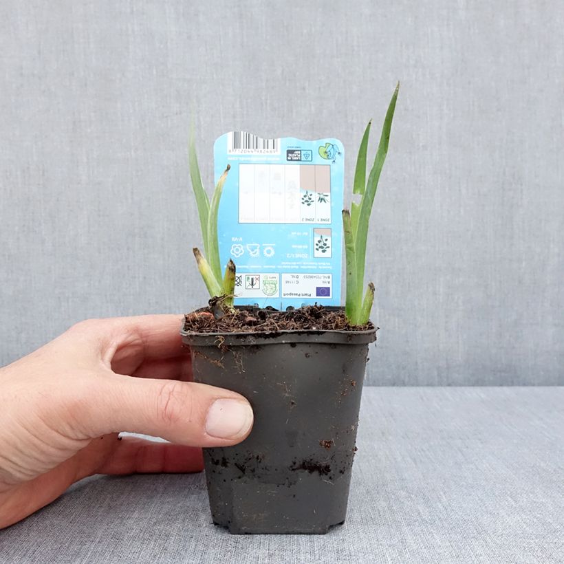 Example of Iris louisiana Black Gamecock - Giaggiolo Vasetto da 8/9 cm as you get in printemps