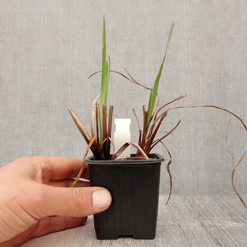 Iris sibirica Blue Moon - Giaggiolo siberiano Vasetto da 8/9 cm esemplare consegnato in primavera