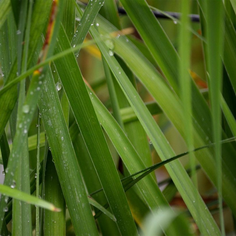 Iris sibirica Caesar's Brother - Giaggiolo siberiano (Foliage)