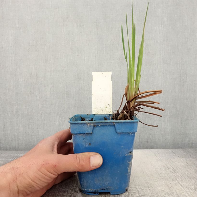 Example of Iris sibirica Caesar's Brother - Giaggiolo siberiano Vaso da 1L/1,5L as you get in printemps