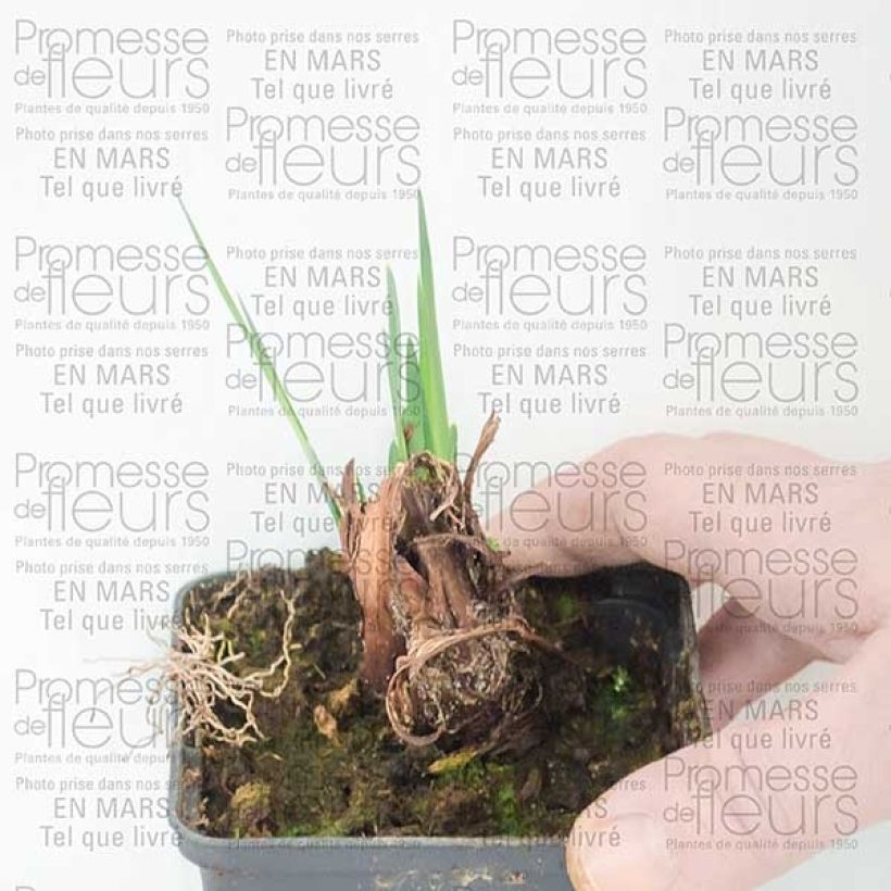 Esempio di esemplare Iris sibirica Dear Delight - Giaggiolo siberiano Piante piccole a radice nuda come consegnato