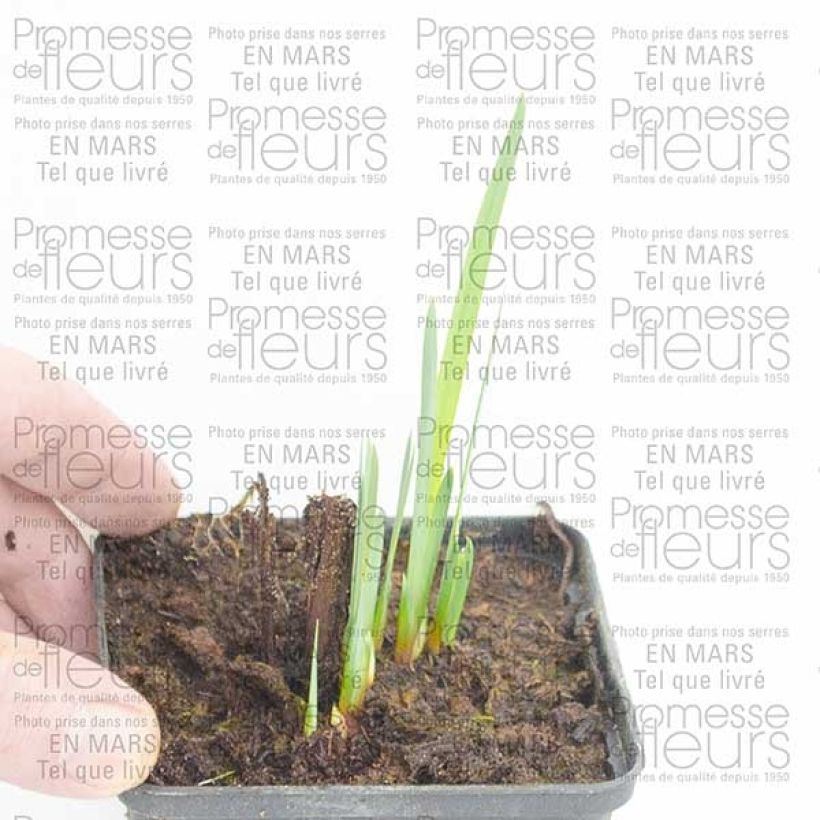 Example of Iris sibirica Double Standard - Giaggiolo siberiano Piante piccole a radice nuda as you get