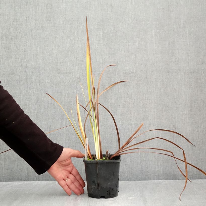 Esemplare di Iris sibirica Double Standard - Giaggiolo siberiano Vaso da 1,5L/2L come consegnato in autunno