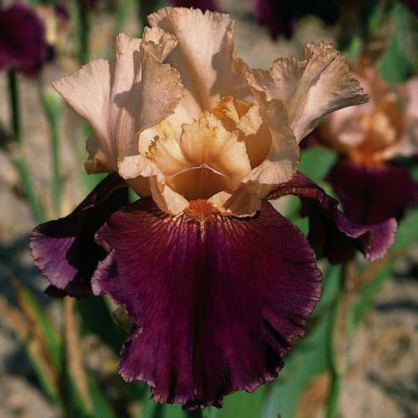 Iris germanica Double Espoir - Giaggiolo paonazzo (Fioritura)