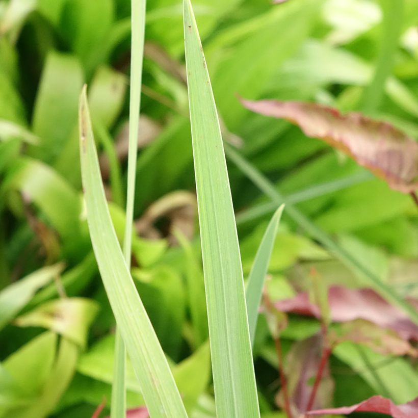 Iris ensata Sea of Amethyst - Iris giapponese (Fogliame)