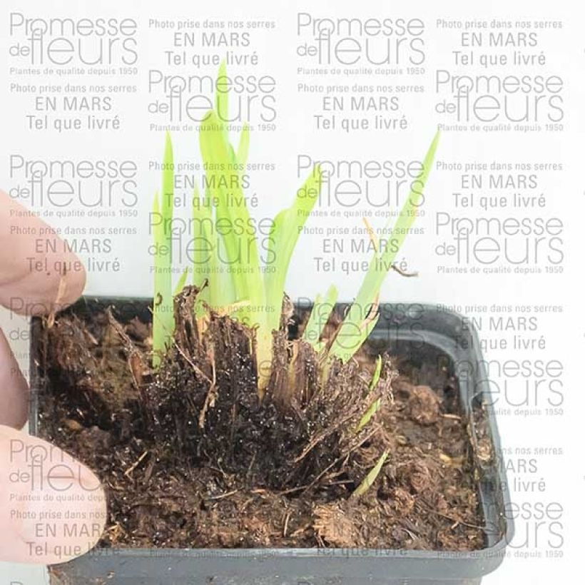 Esempio di esemplare Iris ensata Crystal Halo - Iris giapponese Vasetto da 8/9 cm come consegnato