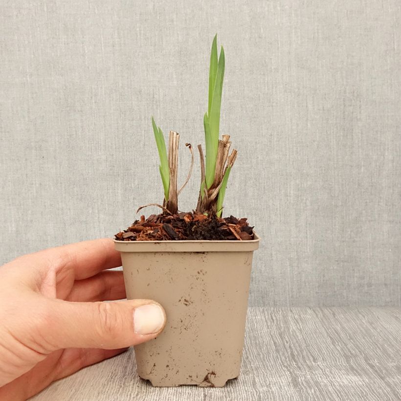 Example of Iris ensata Diamant - Iris giapponese Vasetto da 8/9 cm as you get in printemps