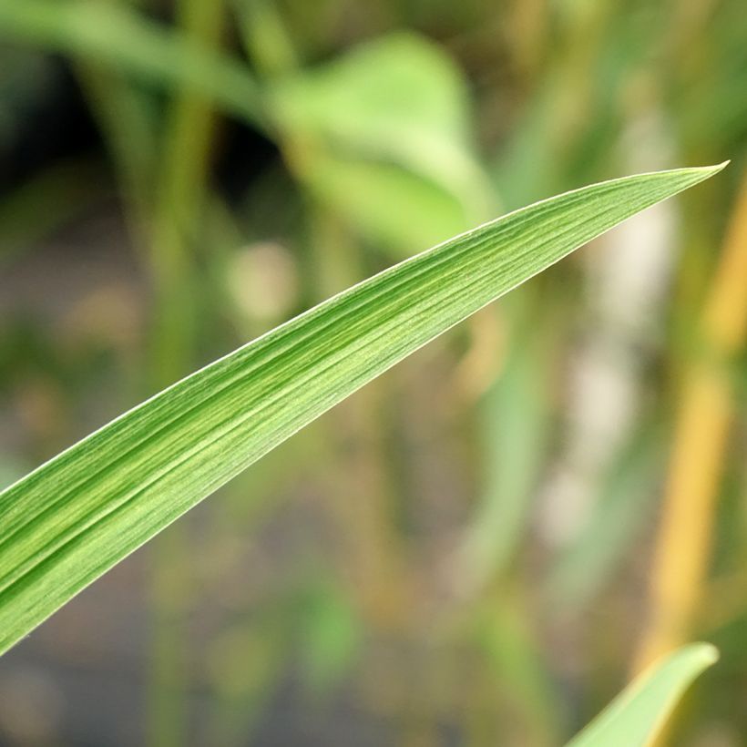 Iris ensata Dinner Plate Blueberry Pie - Iris giapponese (Foliage)