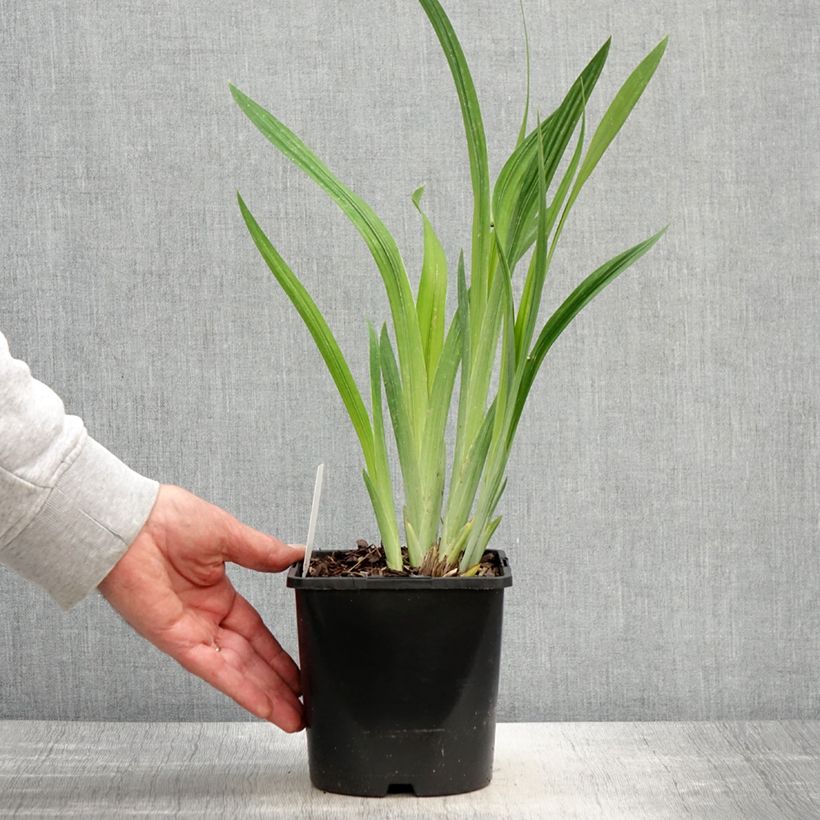 Example of Iris ensata Dinner Plate Blueberry Pie - Iris giapponese Vaso da 2L/3L as you get in printemps