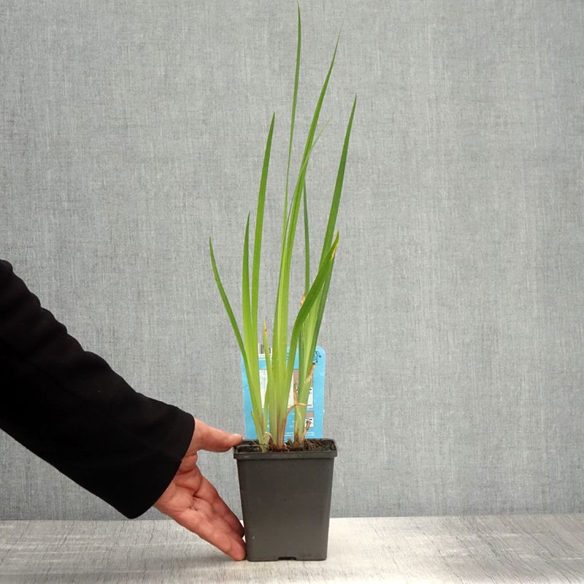 Example of Iris ensata Dinner plate Cheese Cake - Iris giapponese Vasetto da 8/9 cm as you get in printemps