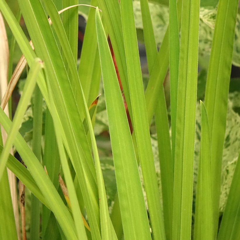 Iris ensata Dinner Plate Ice Cream - Iris giapponese (Foliage)