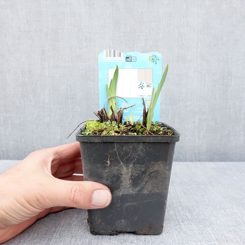 Example of Iris ensata Dinner Plate Ice Cream - Iris giapponese Vasetto da 8/9 cm as you get in printemps