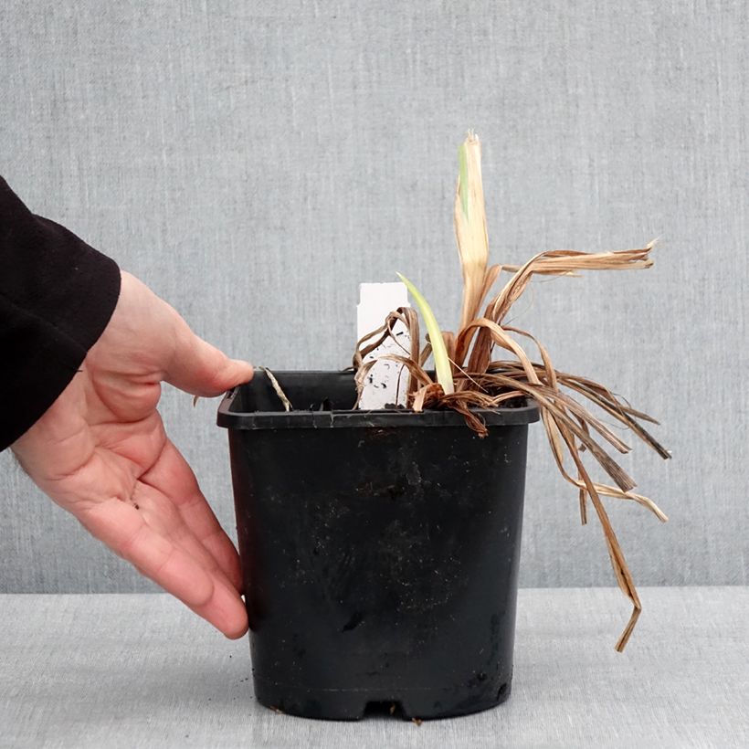 Example of Iris ensata Dinner Plate Ice Cream - Iris giapponese Vaso da 2L/3L as you get in hiver