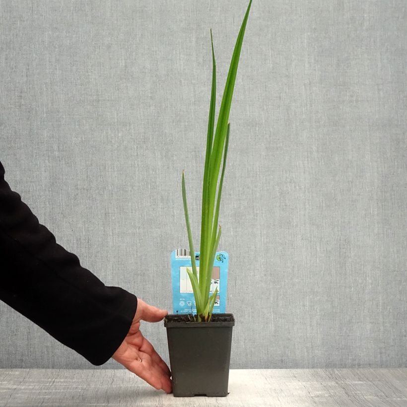 Iris ensata Dinner Plate Jell-O - Iris giapponese Vaso da 1L/1,5L esemplare consegnato in primavera