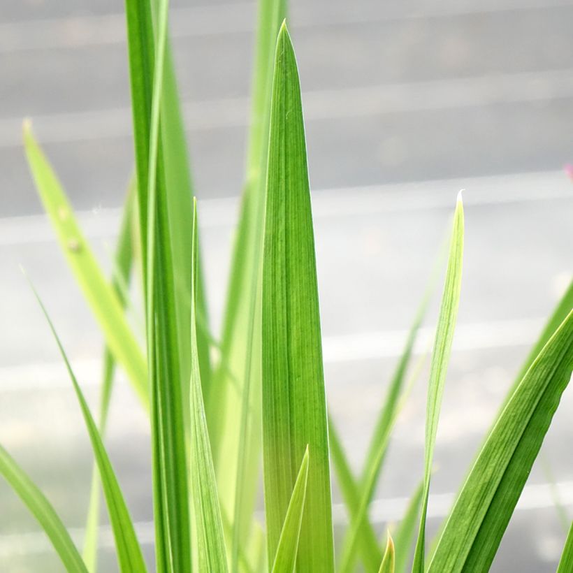 Iris ensata Dinner Plate Jell-O - Iris giapponese (Fogliame)