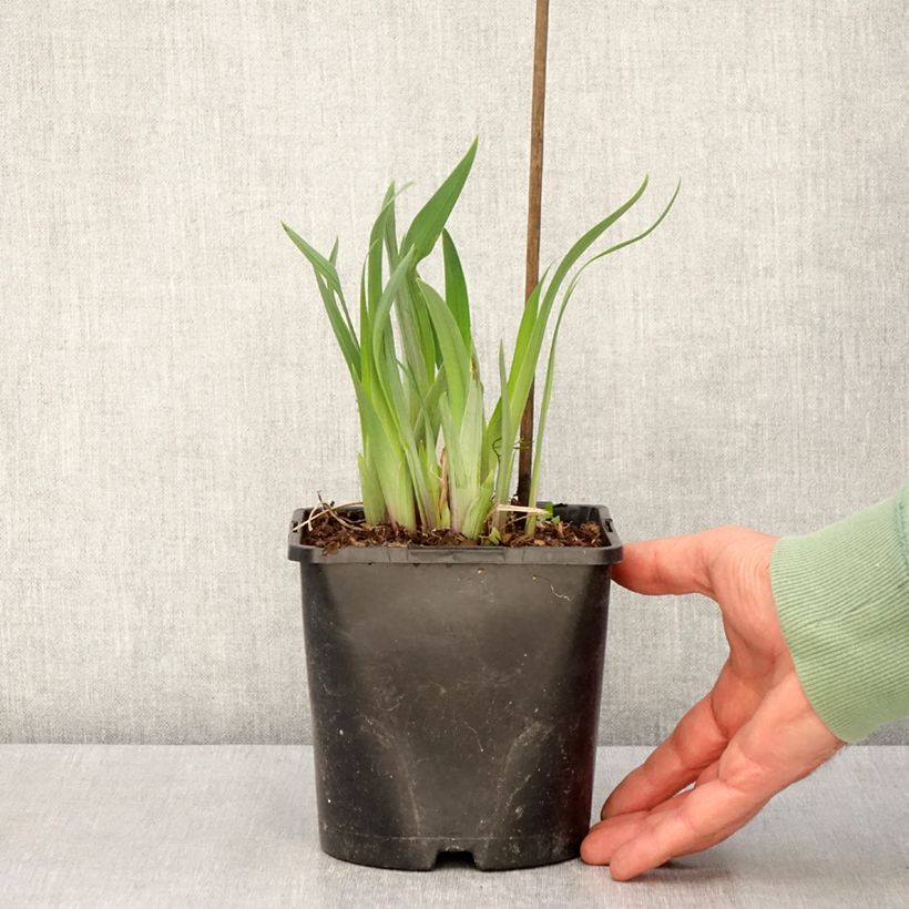 Iris du Japon - Iris ensata Dinner Plate Sundae Vaso da 2L/3L esemplare consegnato in primavera