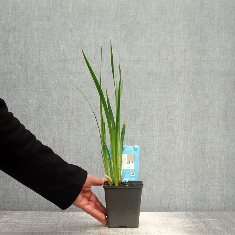 Iris ensata Dinner Plate Tiramisu - Iris giapponese Vasetto da 8/9 cm esemplare consegnato in primavera