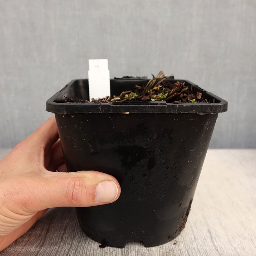 Iris ensata Dinner Plate Tiramisu - Iris giapponese Vaso da 2L/3L esemplare consegnato in primavera