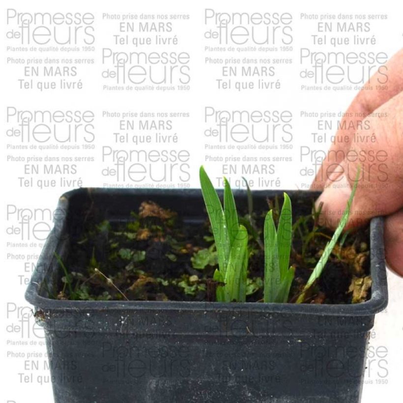 Esempio di esemplare Iris ensata Gold Bound - Iris giapponese Piante piccole a radice nuda come consegnato