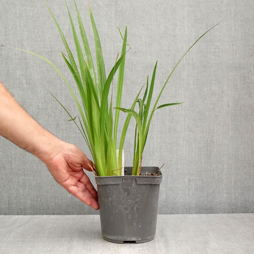 Esemplare di Iris ensata Harlequinesque - Iris giapponese Vaso da 2L/3L come consegnato in autunno