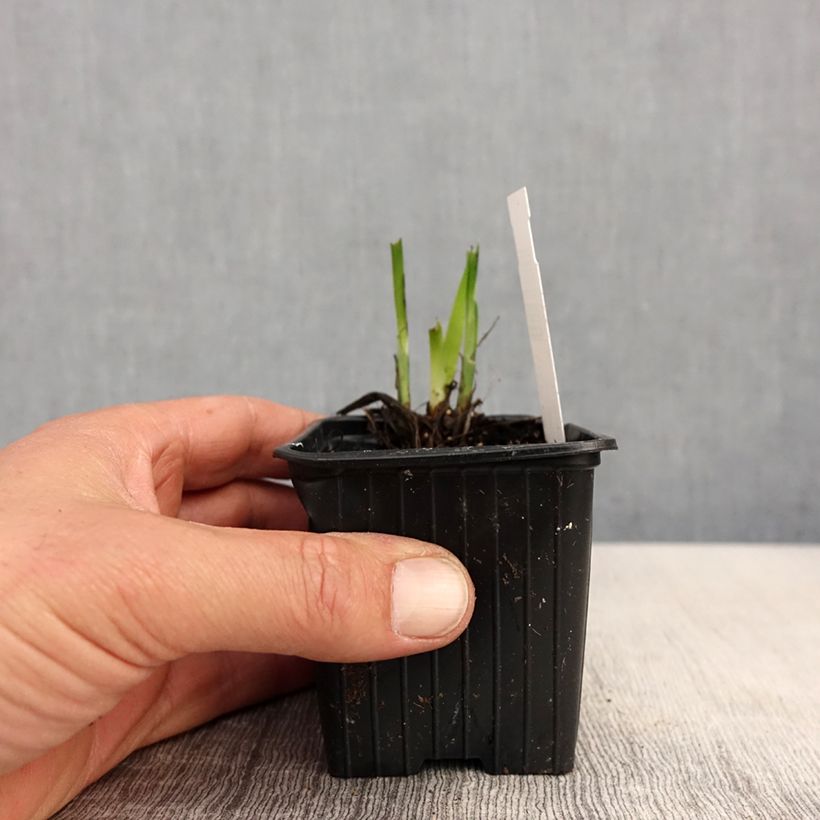 Iris ensata Rose Queen - Iris giapponese Vasetto da 8/9 cm esemplare consegnato in primavera