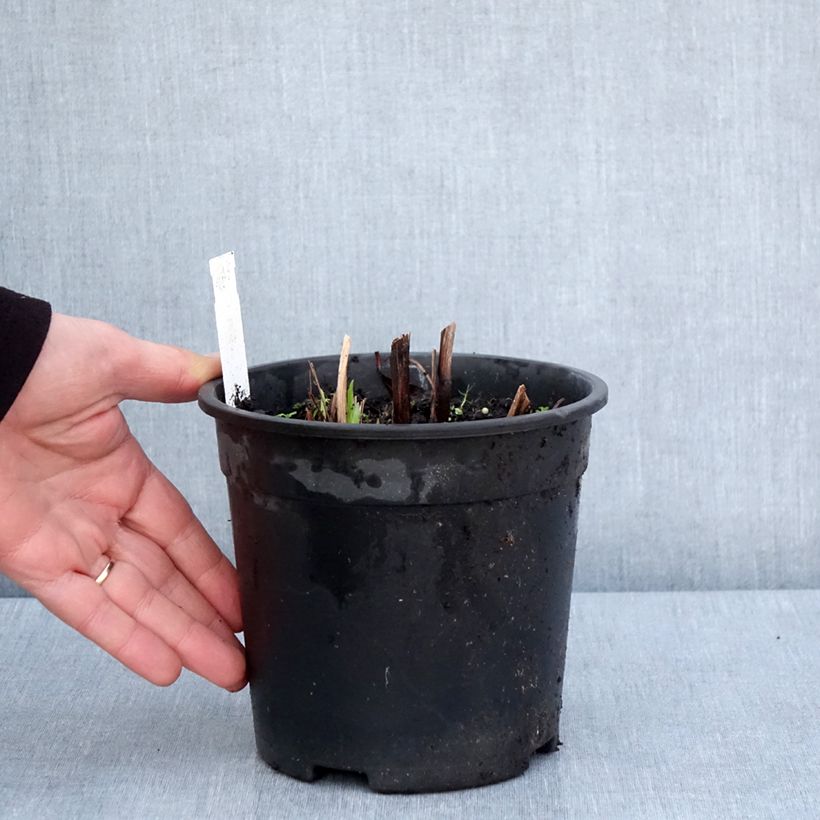 Iris ensata Sugar Dome - Iris giapponese Vaso da 2L/3L esemplare consegnato in primavera