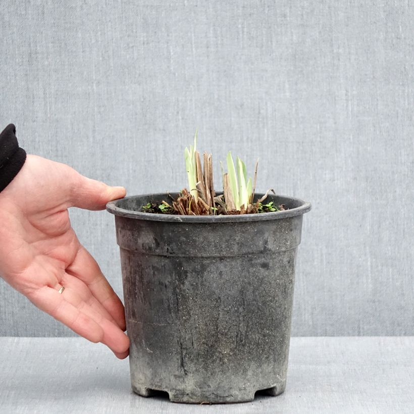 Iris ensata Variegata - Iris giapponese Vaso da 2L/3L esemplare consegnato in primavera