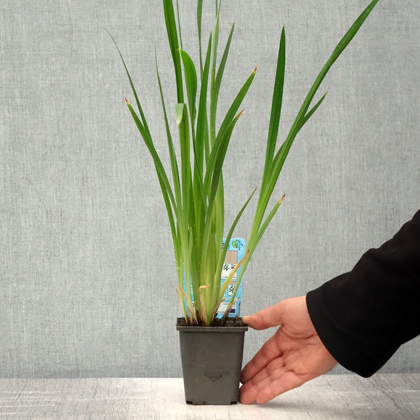 Iris ensata White Ladies - Iris giapponese Vasetto da 8/9 cm esemplare consegnato in primavera