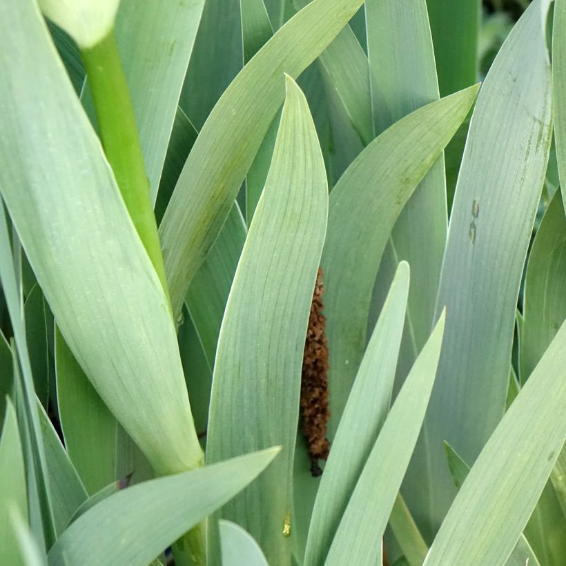 Iris germanica Accent Variegata - Giaggiolo paonazzo (Fogliame)