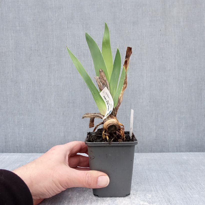 Example of Iris germanica After The Rain - Giaggiolo paonazzo Vasetto da 8/9 cm as you get in hiver