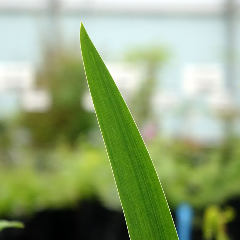 Iris germanica Agrippa - Giaggiolo paonazzo (Fogliame)
