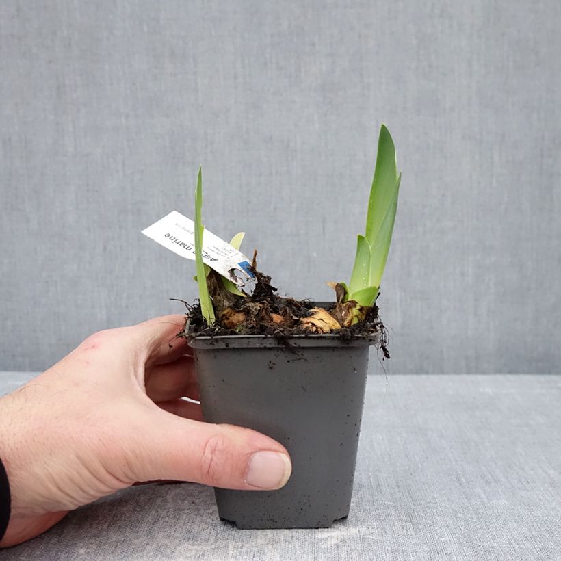 Iris germanica Aigue Marine - Giaggiolo paonazzo Vasetto da 8/9 cm esemplare consegnato in inverno