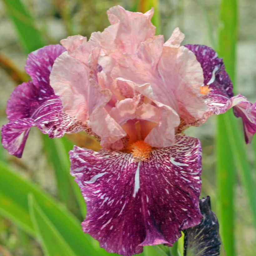 Iris germanica Anaconda Love - Giaggiolo paonazzo (Flowering)
