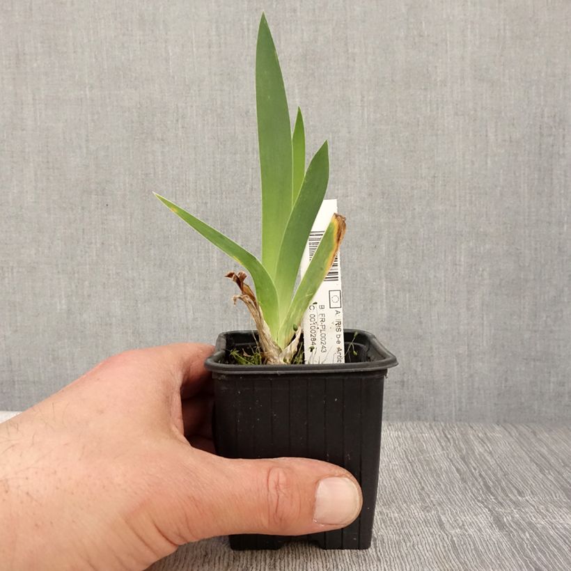 Example of Iris germanica Antique Ivory - Giaggiolo paonazzo Vasetto da 8/9 cm as you get in printemps