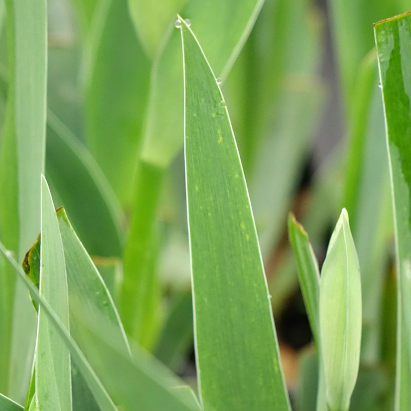 Iris germanica Arpège - Giaggiolo paonazzo (Fogliame)