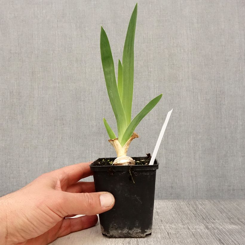 Example of Iris germanica Babbling Brook - Giaggiolo paonazzo Vasetto da 8/9 cm as you get in printemps