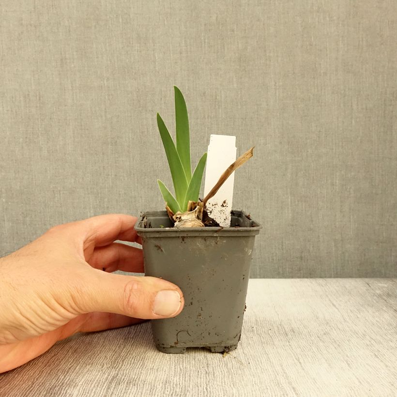 Esemplare di Iris germanica Baie des Anges - Iris des Jardins Godet de 8/9 cm come consegnato in autunno