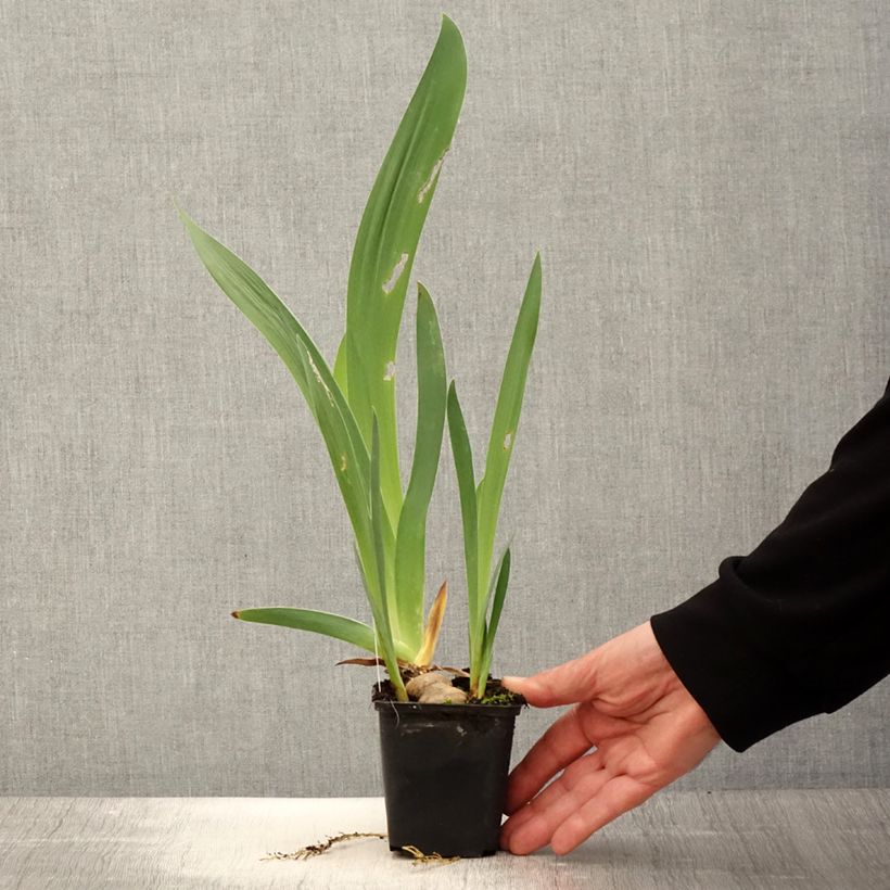 Iris germanica Baie des Anges - Giaggiolo paonazzo Vasetto da 8/9 cm esemplare consegnato in primavera