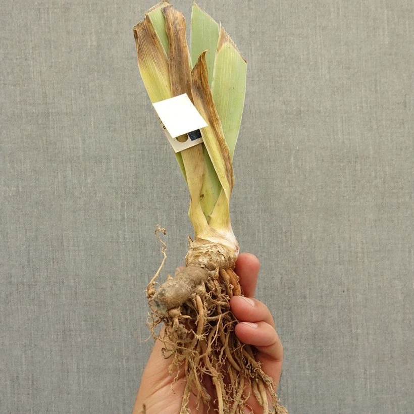 Iris germanica Banded Tiger - Giaggiolo nano Rizoma esemplare consegnato in inverno