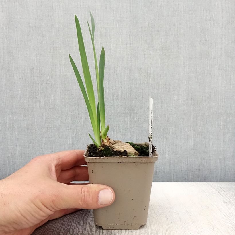 Iris germanica Bébé Rose - Giaggiolo paonazzo Vasetto da 8/9 cm esemplare consegnato in primavera