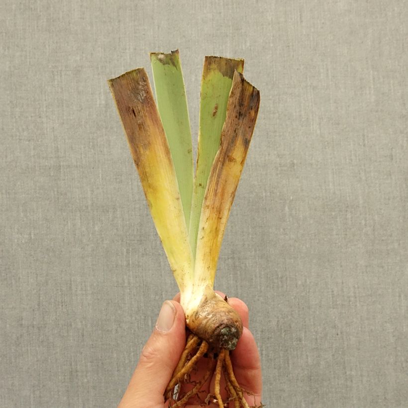 Iris germanica Bel Azur - Giaggiolo paonazzo Rizoma esemplare consegnato in inverno