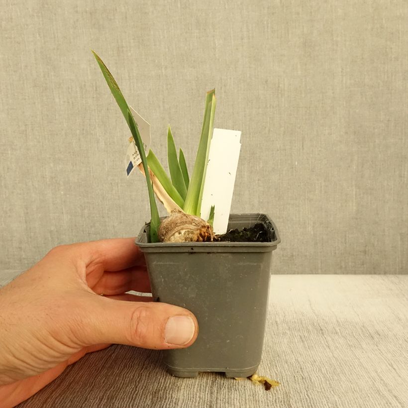 Esemplare di Iris germanica Belle Surprise - Grand Iris des Jardins Godet de 8/9 cm come consegnato in autunno
