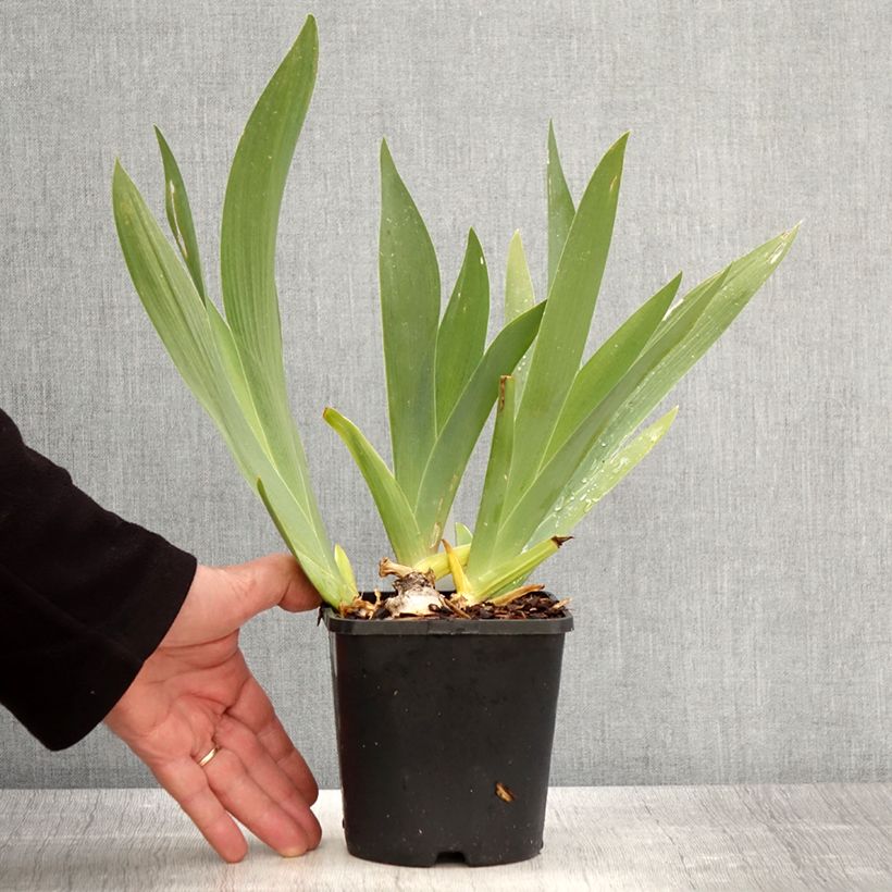 Example of Iris germanica Black Dragon - Giaggiolo paonazzo Vaso da 1,5L/2L as you get in printemps