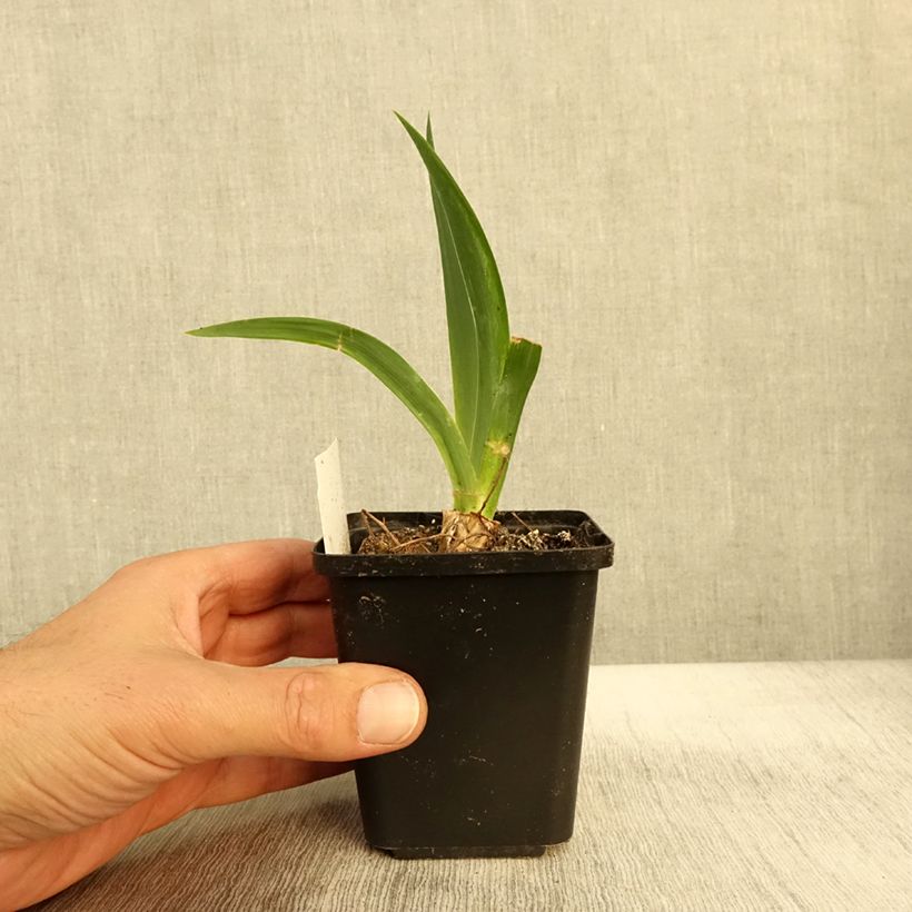 Esemplare di Iris germanica Black Knight - Iris des jardins Godet de 8/9 cm come consegnato in autunno