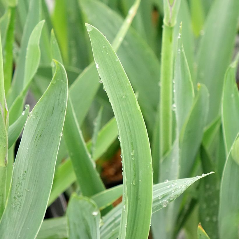 Iris germanica Black Knight - Giaggiolo paonazzo (Fogliame)