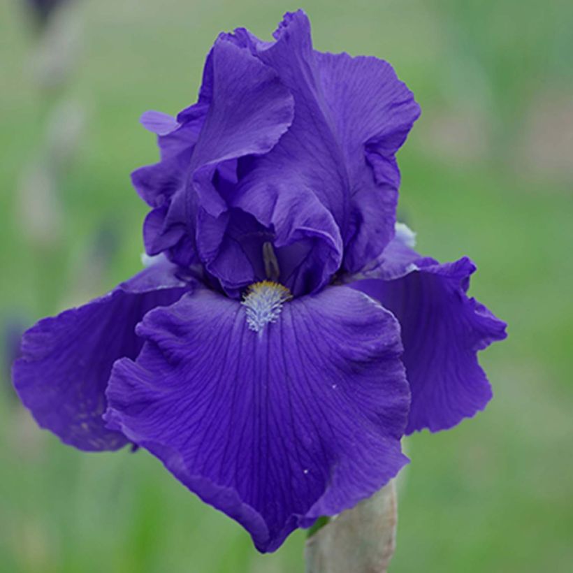 Iris germanica Bleu de Gien - Giaggiolo paonazzo (Flowering)