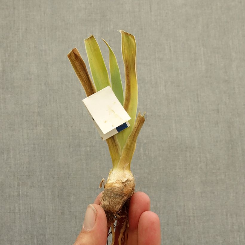 Iris germanica Blissful - Giaggiolo nano Rizoma esemplare consegnato in inverno