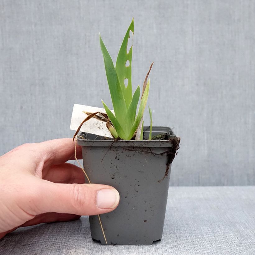 Example of Iris germanica Blue Crusader - Giaggiolo paonazzo Vasetto da 8/9 cm as you get in hiver