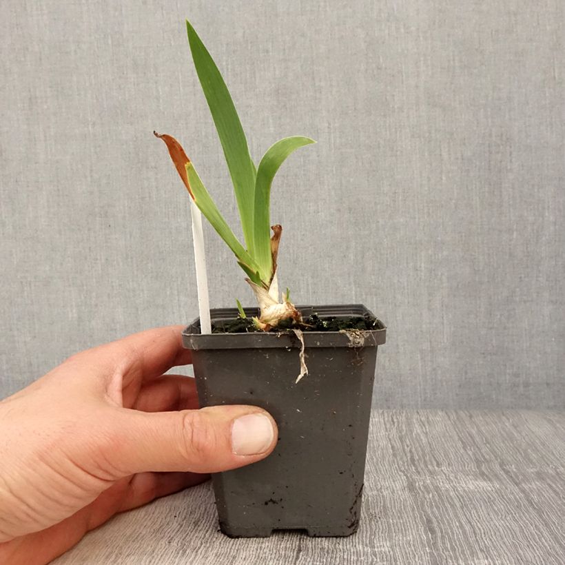 Example of Iris germanica Blue Rhythm - Giaggiolo paonazzo Vasetto da 8/9 cm as you get in printemps