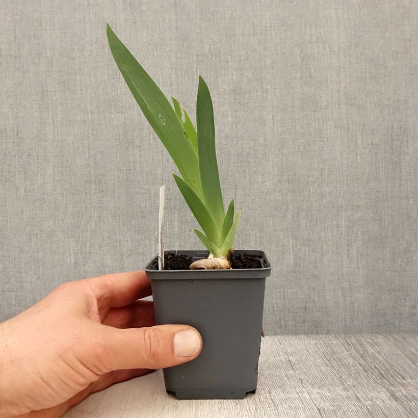 Example of Iris germanica Brindled Beauty - Giaggiolo paonazzo Vasetto da 8/9 cm as you get in printemps